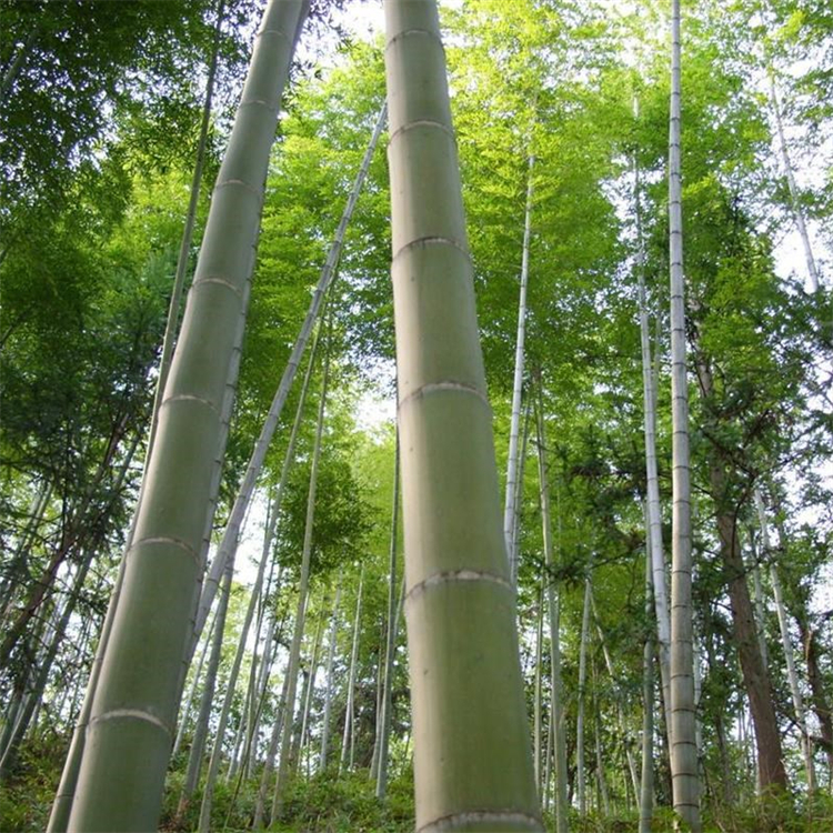 毛竹移植苗批发四季常绿各种规格苗量大 庭院观赏四季青竹 4 毛竹移植苗批发四季常绿各种规格苗量大 庭院观赏四季青竹
