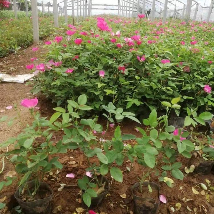 基地批发丰花月季 耐寒耐热 花期长 花量大园林绿化花坛花境布置 2 基地批发丰花月季 耐寒耐热 花期长 花量大园林绿化花坛花境布置
