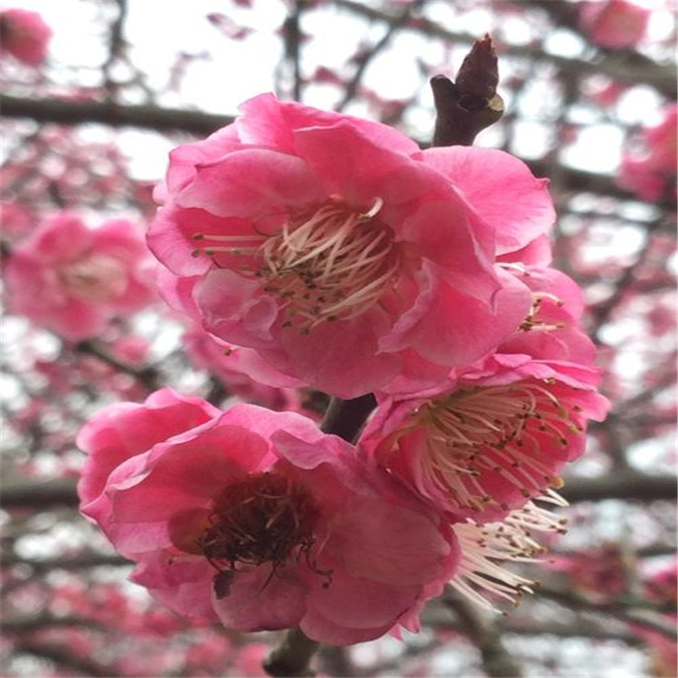 宫粉梅红梅花色鲜艳庭院绿化绿篱公园行道景区造景树种 2 宫粉梅红梅花色鲜艳庭院绿化绿篱公园行道景区造景树种