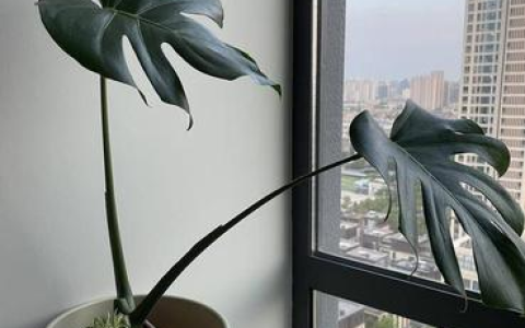龟背竹用什么盆栽最好？材质尺寸搭配土壤选购全指南