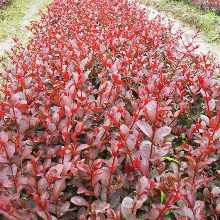 苗圃出售红叶紫薇 园林景区造景树 工矿区绿化树种 2 苗圃出售红叶紫薇 园林景区造景树 工矿区绿化树种