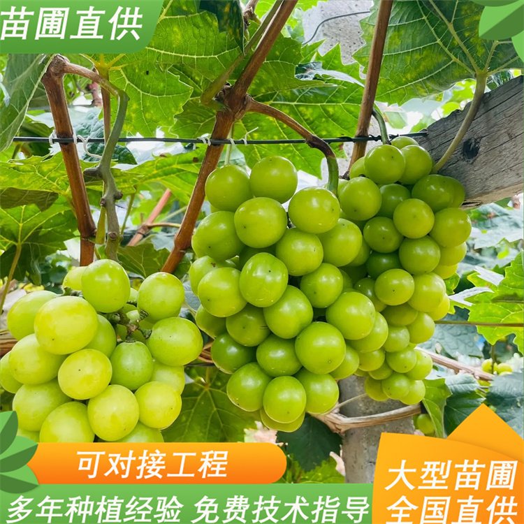 阳光玫瑰葡萄苗 农科院大型育苗基地常年培育 4 阳光玫瑰葡萄苗 农科院大型育苗基地常年培育