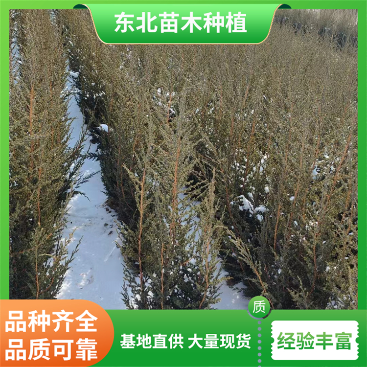 耐旱桧柏 适应各种气候条件 耐寒耐热 根系强壮 2 耐旱桧柏 适应各种气候条件 耐寒耐热 根系强壮
