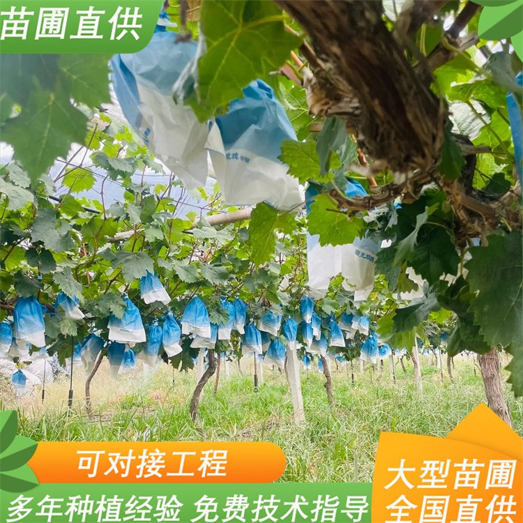 阳光玫瑰葡萄苗 农科院大型育苗基地常年培育 5 阳光玫瑰葡萄苗 农科院大型育苗基地常年培育