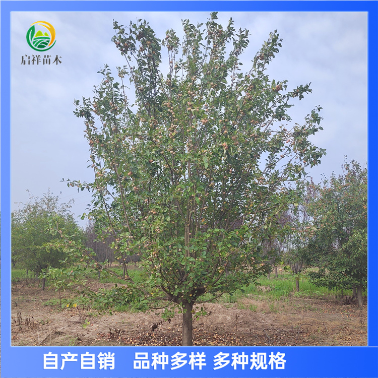 亚当 10-12公分北美海棠 树形美 分支点均匀 花朵鲜艳 5 亚当 10-12公分北美海棠 树形美 分支点均匀 花朵鲜艳