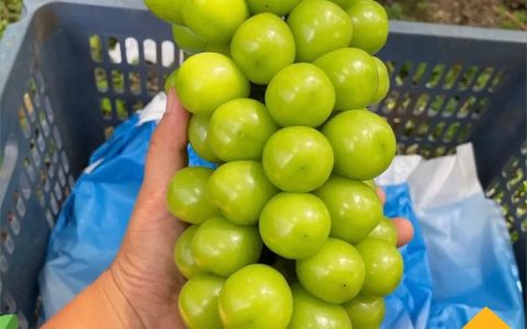 阳光玫瑰葡萄苗种植全攻略：从地径0.7cm苗到25年高产