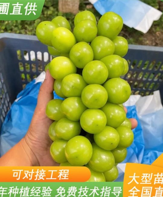 阳光玫瑰葡萄苗种植全攻略：从地径0.7cm苗到25年高产
