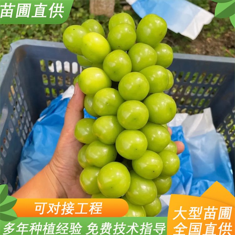 阳光玫瑰葡萄苗 农科院大型育苗基地常年培育 阳光玫瑰葡萄苗 农科院大型育苗基地常年培育