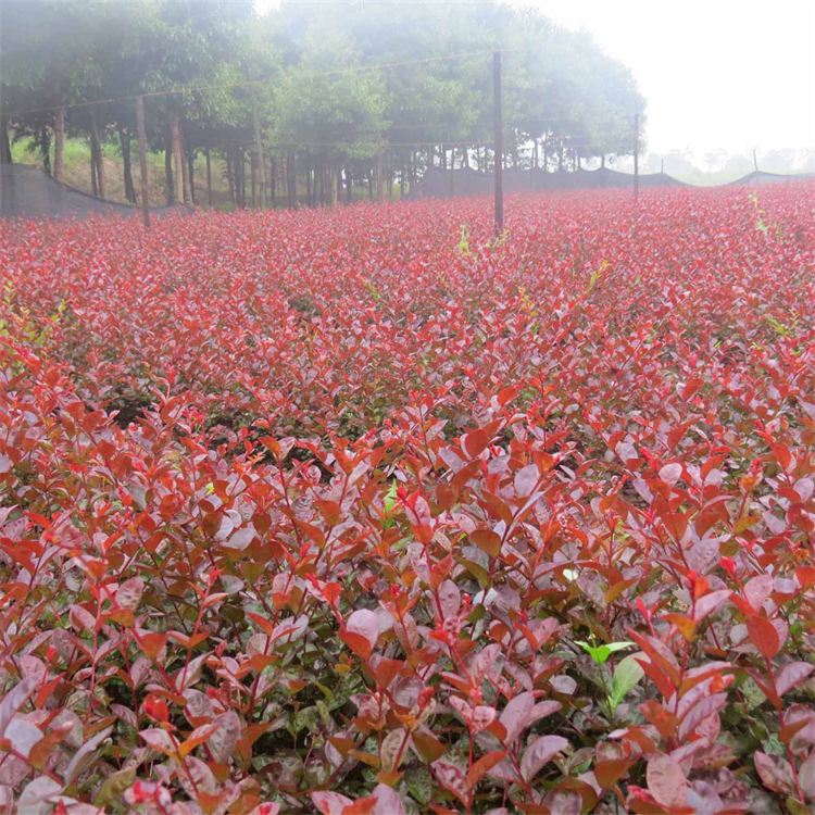 苗圃出售红叶紫薇 园林景区造景树 工矿区绿化树种 5 苗圃出售红叶紫薇 园林景区造景树 工矿区绿化树种