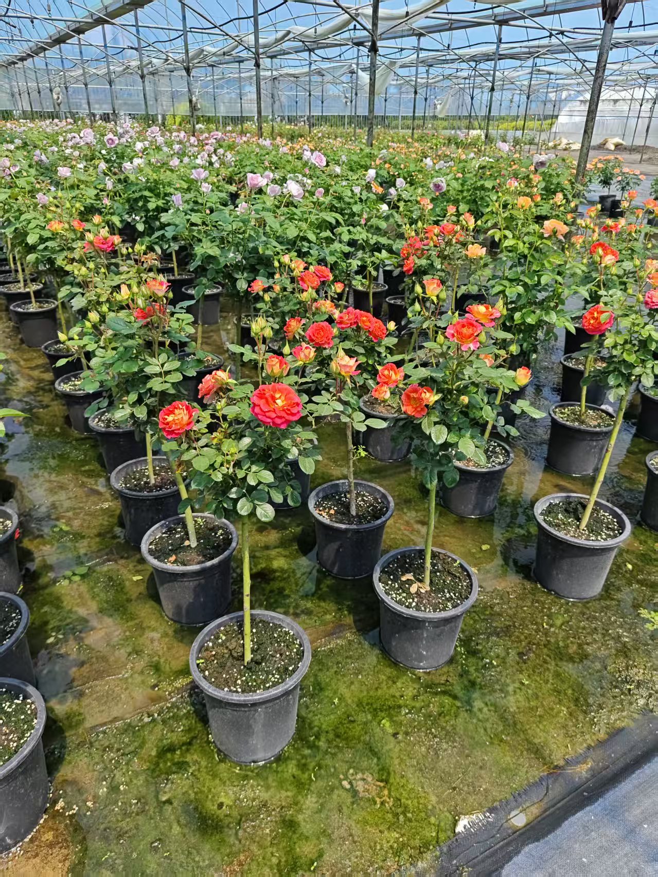 独杆月季花1一2公分 多色系观花植物 中性光照20℃适温 庭院景观优选 独杆月季花1一2公分 多色系观花植物 中性光照20℃适温 庭院景观优选
