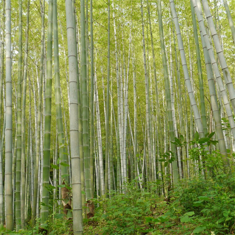 毛竹移植苗批发四季常绿各种规格苗量大 庭院观赏四季青竹 2 毛竹移植苗批发四季常绿各种规格苗量大 庭院观赏四季青竹