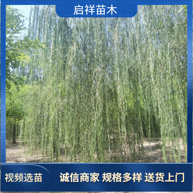 工程绿化 20-25公分垂柳 园林风景街道 实地看苗 现挖现卖 4 工程绿化 20-25公分垂柳 园林风景街道 实地看苗 现挖现卖