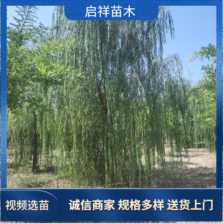 工程绿化 20-25公分垂柳 园林风景街道 实地看苗 现挖现卖 5 工程绿化 20-25公分垂柳 园林风景街道 实地看苗 现挖现卖