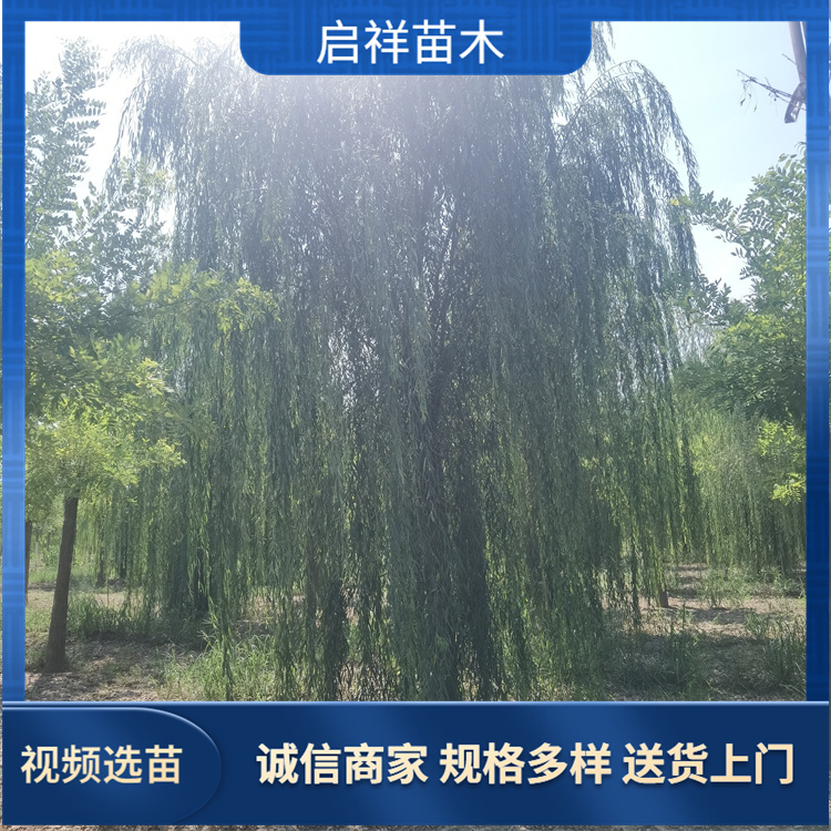 工程绿化 20-25公分垂柳 园林风景街道 实地看苗 现挖现卖 3 工程绿化 20-25公分垂柳 园林风景街道 实地看苗 现挖现卖