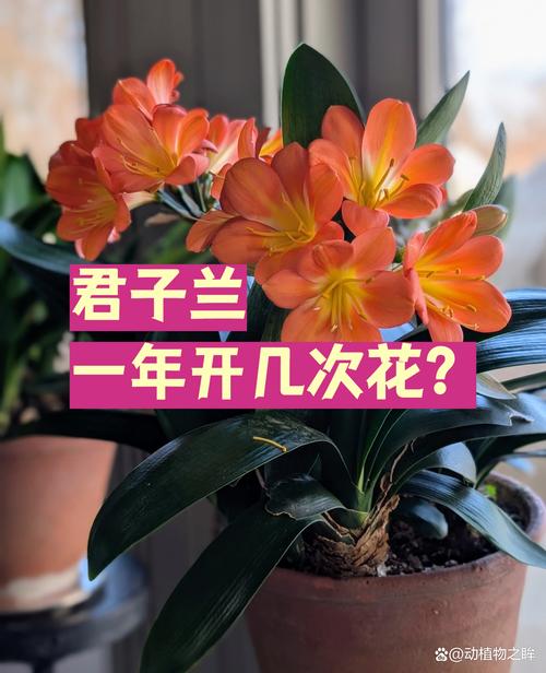 君子兰几月开花?几月开始长花茎?完整时间表与养护指南 影响君子兰抽箭与开花的关键因素