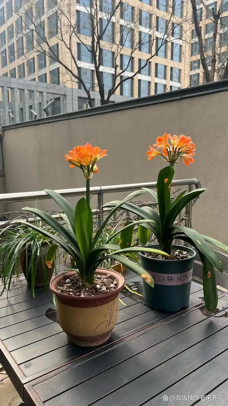 君子兰几月开花?几月开始长花茎?完整时间表与养护指南 常见问题(FAQ)