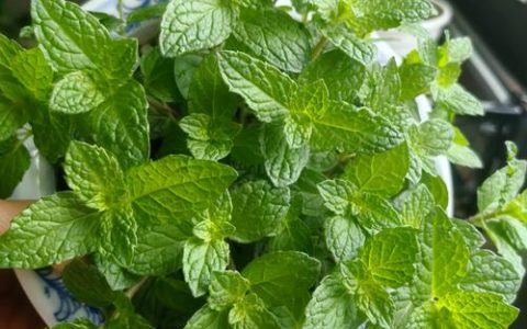 香茅、薄荷、迷迭香哪个驱蚊效果好？家庭盆栽驱蚊植物推荐清单