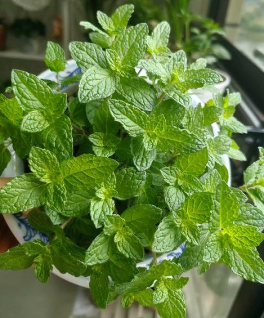 香茅、薄荷、迷迭香哪个驱蚊效果好？家庭盆栽驱蚊植物推荐清单