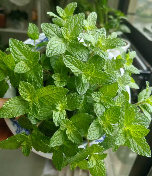 香茅、薄荷、迷迭香哪个驱蚊效果好?家庭盆栽驱蚊植物推荐清单 香茅、薄荷、迷迭香哪个驱蚊效果好?家庭盆栽驱蚊植物推荐清单