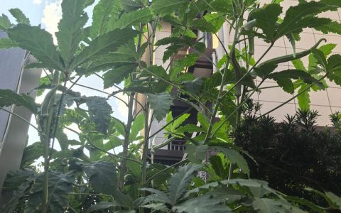 榛子树为什么叫死树？揭开这个奇怪名字的真相