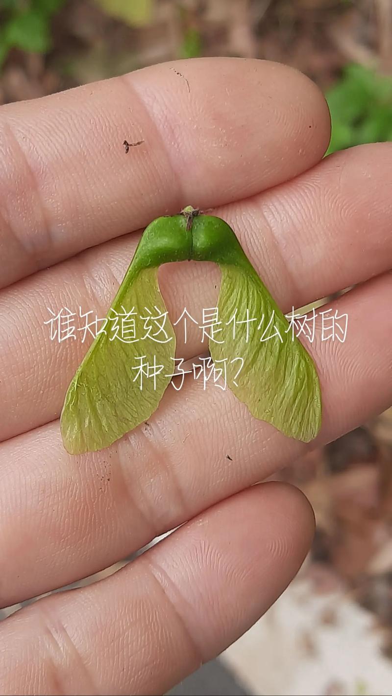 榛子树为什么叫死树?揭开这个奇怪名字的真相 五、真相大白:它不仅是“活树”,更是园艺宝藏