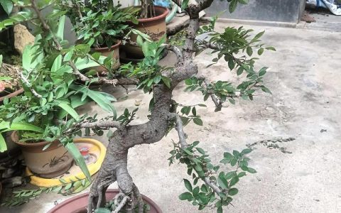 榆树盆景会开花吗？花期、果期与观赏期全解析