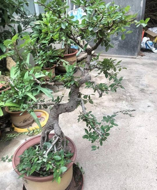 榆树盆景会开花吗？花期、果期与观赏期全解析