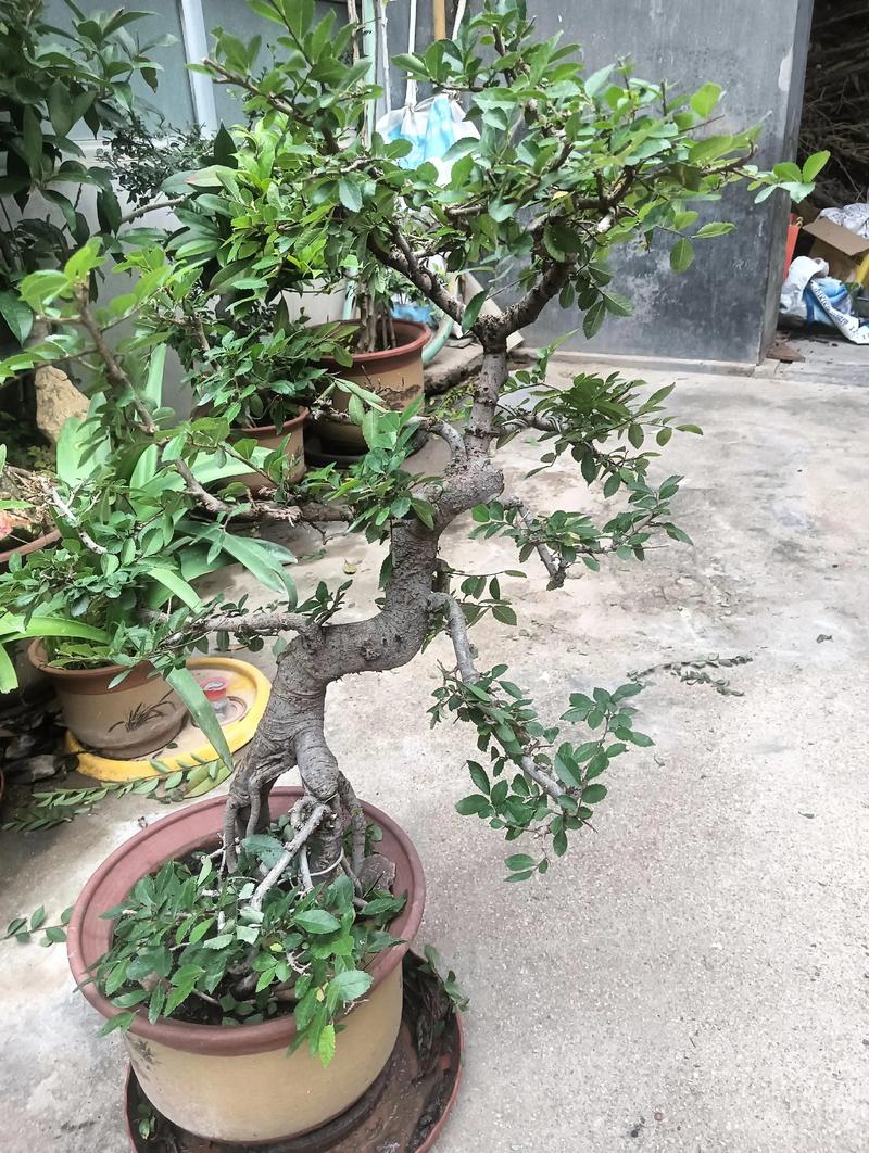 榆树盆景会开花吗?花期、果期与观赏期全解析 榆树盆景的花期、果期与观赏期具体说明