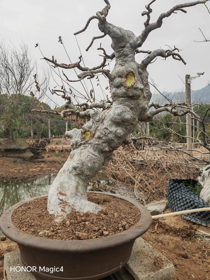 榆树盆景会开花吗?花期、果期与观赏期全解析 影响榆树盆景开花结果的关键因素
