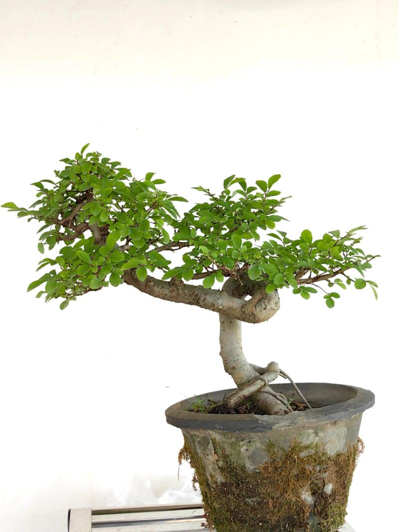 榆树盆景会开花吗?花期、果期与观赏期全解析 促花促果养护步骤(若你想一睹榆树开花)