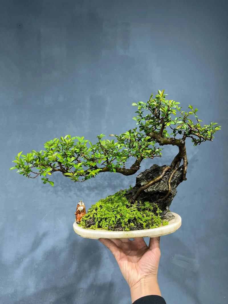 榆树盆景会开花吗?花期、果期与观赏期全解析 总结