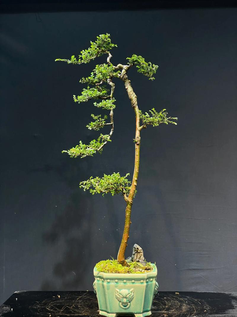 榆树盆景会开花吗?花期、果期与观赏期全解析 不开花不结果常见原因与解决