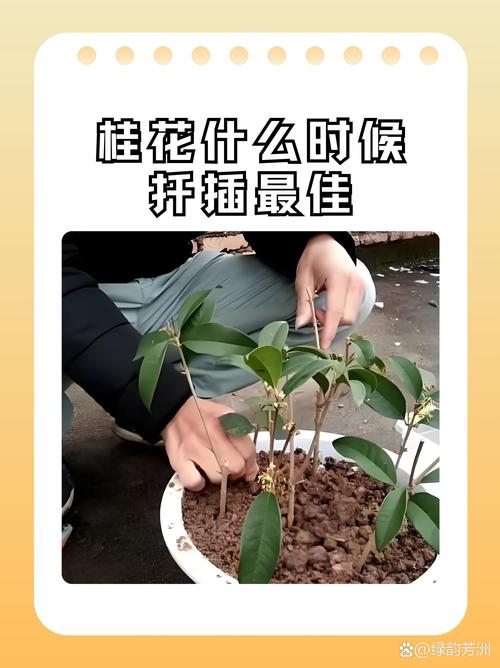 桂花什么时候扦插最好?掌握20-25℃黄金温度与精准操作步骤 桂花什么时候扦插最好?掌握20-25℃黄金温度与精准操作步骤