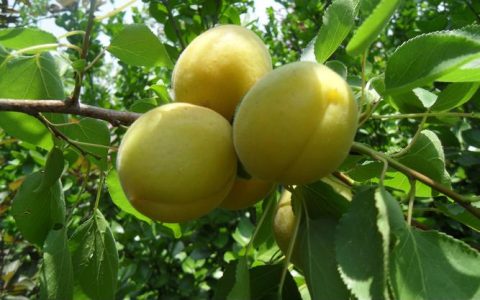 菠萝蜜籽发芽指南与五一后栽杏树成活率分析