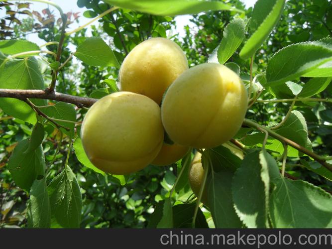 一、菠萝蜜籽播种育苗全流程