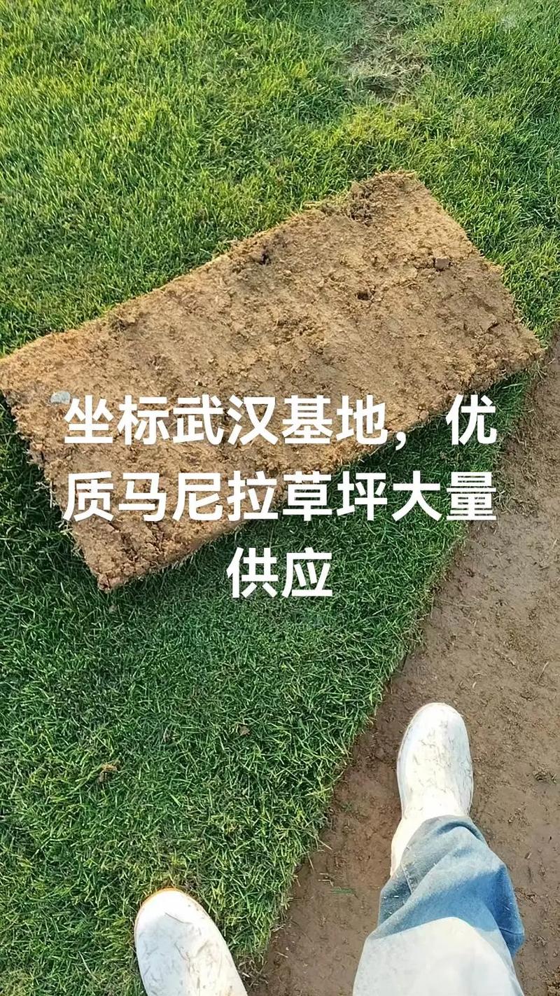 马尼拉草坪多少钱?2026年最新价格参考与影响因素全解析 四、数量:批发与零售价差可达30%-50%