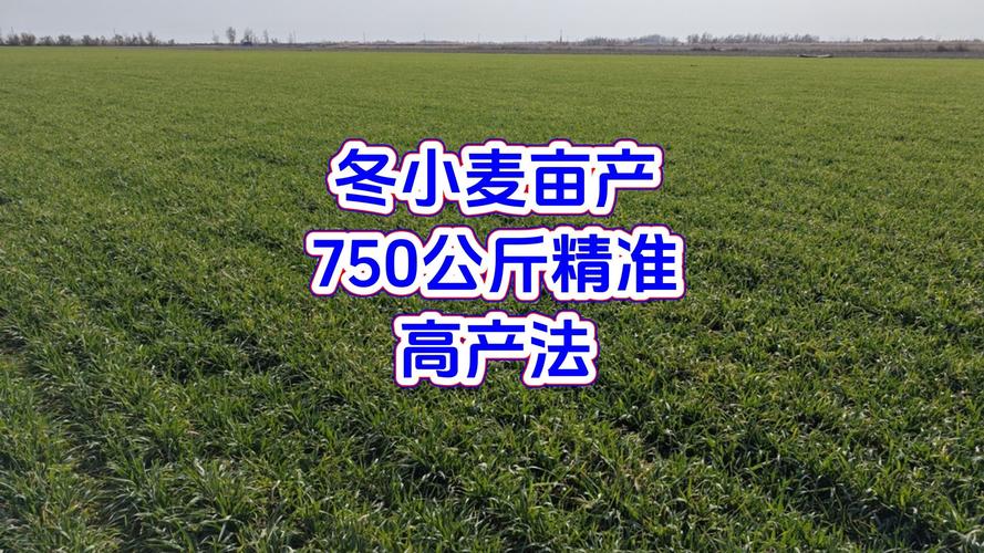 种冬小麦一亩用多少斤种子?详解播种量与高产技术 五、小结