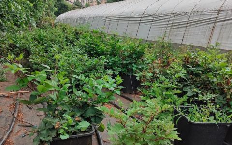 树莓河北可以种植吗？地栽苗木全流程指南（从选时到缓苗）