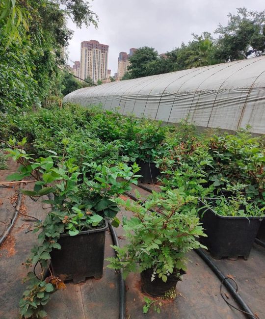 树莓河北可以种植吗？地栽苗木全流程指南（从选时到缓苗）