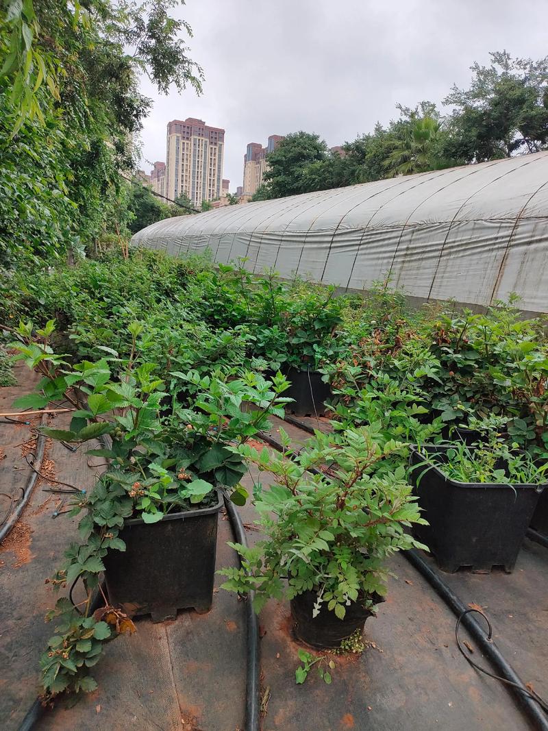 树莓河北可以种植吗?地栽苗木全流程指南(从选时到缓苗) 一、适宜时间(河北地区)