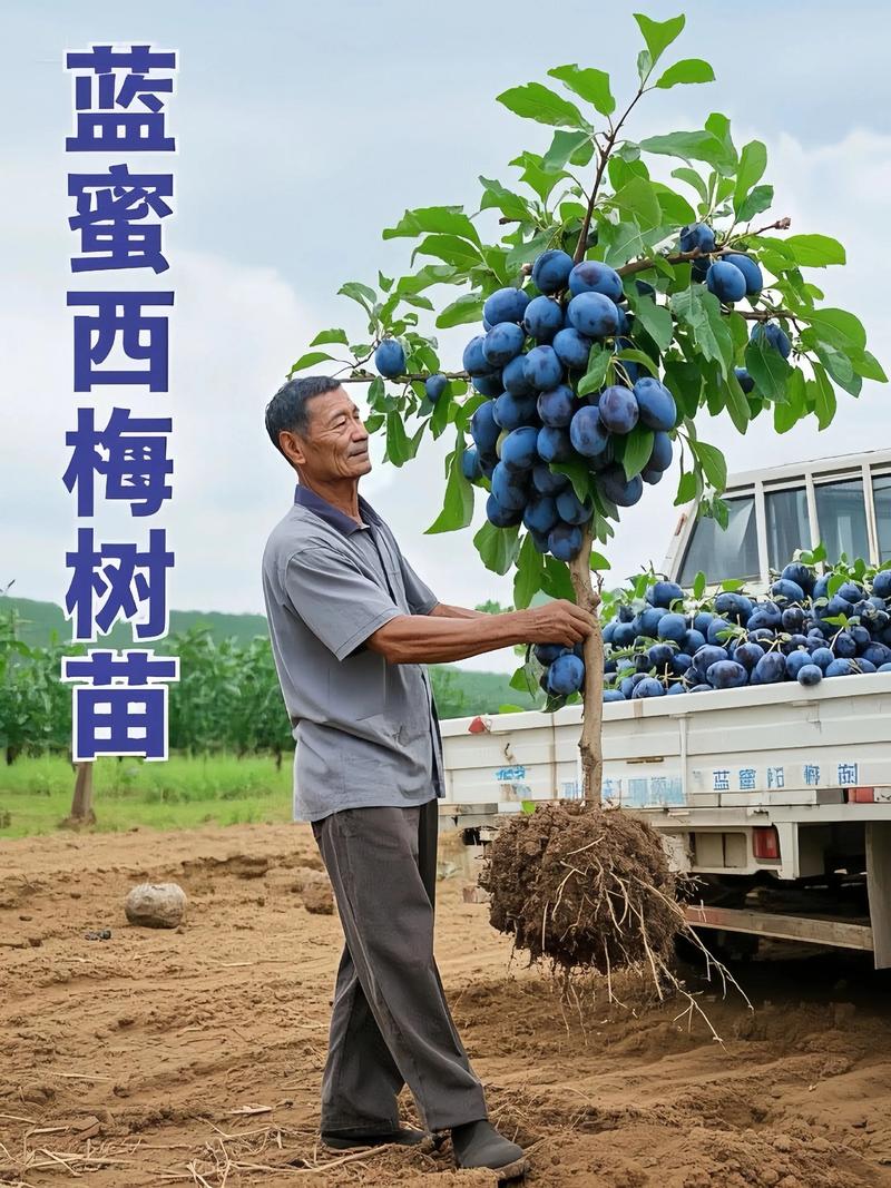 树莓河北可以种植吗?地栽苗木全流程指南(从选时到缓苗) 四、栽植深度(根茎结合部与地面平齐)