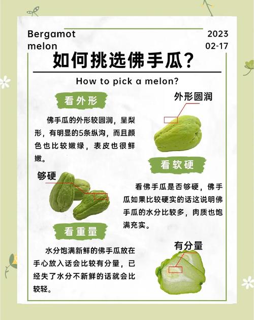 佛手瓜与佛手柑的区别及家庭种植指南 佛手瓜与佛手柑的区别及家庭种植指南