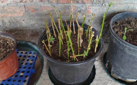 茉莉花怎么繁殖扦插？家庭高效生根全攻略
