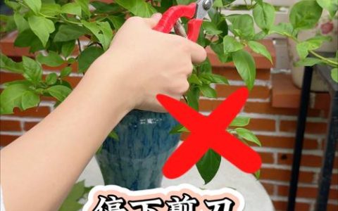 三角梅开败了花怎么处理？修剪与恢复养护全攻略