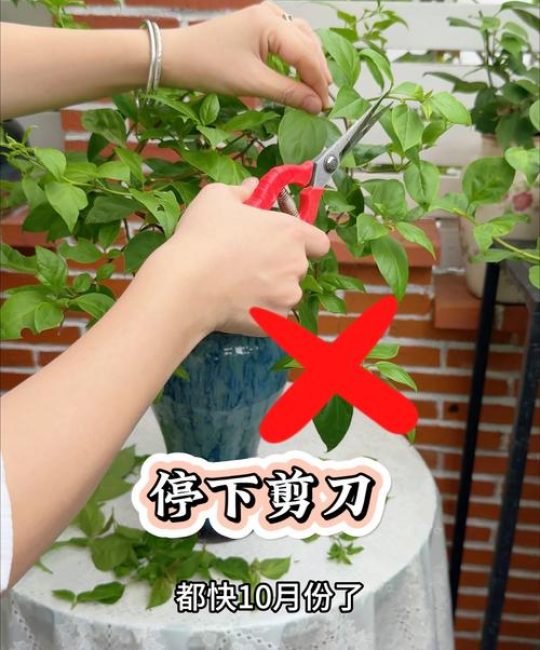 三角梅开败了花怎么处理？修剪与恢复养护全攻略