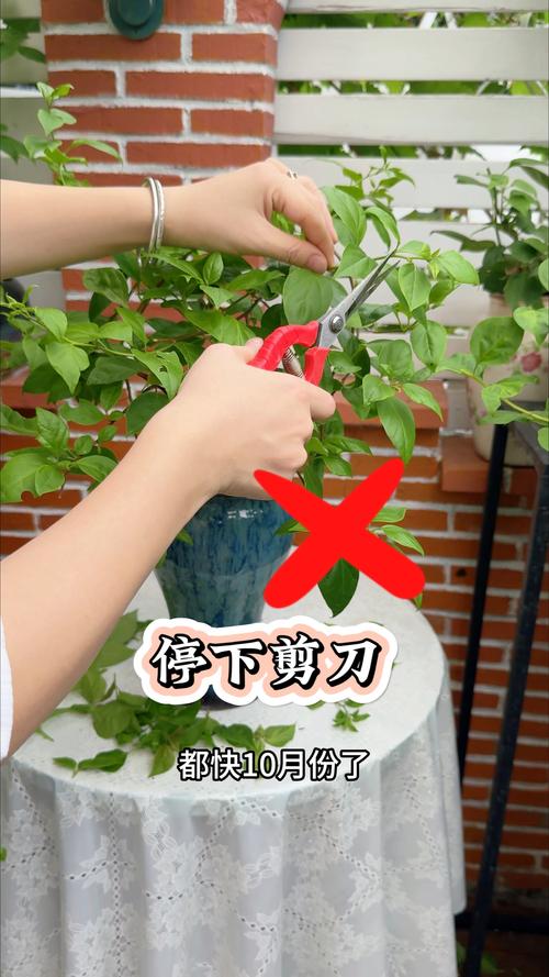 三角梅开败了花怎么处理?修剪与恢复养护全攻略 三角梅开败了花怎么处理?修剪与恢复养护全攻略
