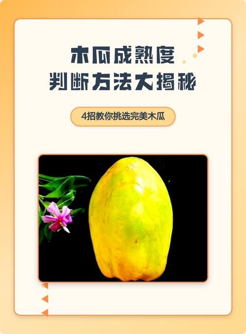 木瓜怎么算熟了?从种植到采摘,教你一眼判断最佳成熟度 二、触感是最好的“硬度计”:轻轻按压法