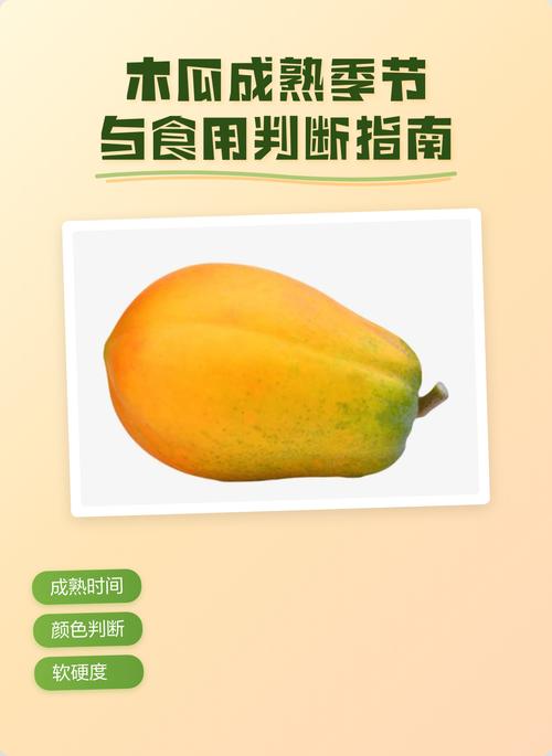 木瓜怎么算熟了?从种植到采摘,教你一眼判断最佳成熟度 四、听觉的“空鼓声”:敲击秘诀