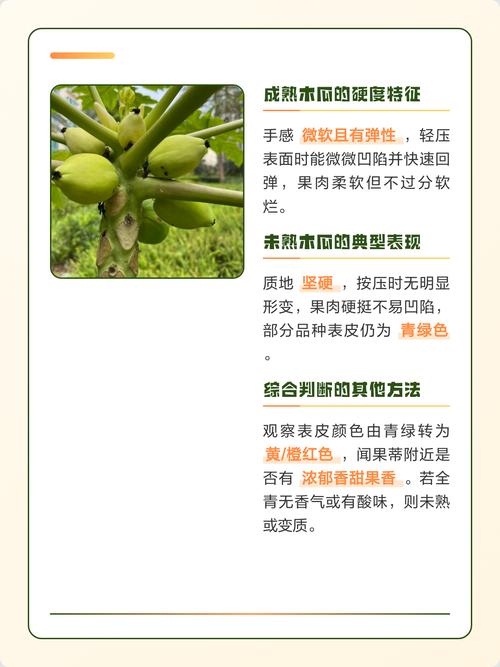 木瓜怎么算熟了?从种植到采摘,教你一眼判断最佳成熟度 三、嗅觉的“甜香警报”:果香浓度