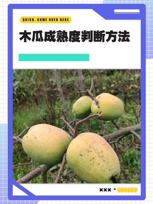 木瓜怎么算熟了?从种植到采摘,教你一眼判断最佳成熟度 五、不同品种的特殊判断技巧